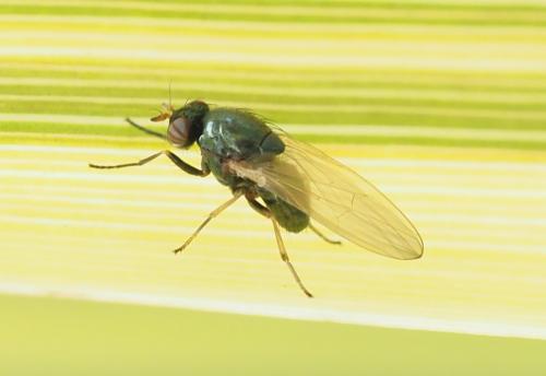 Réf. 253 942 : Calliopum aeneum